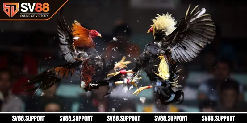Đá gà live trực tiếp