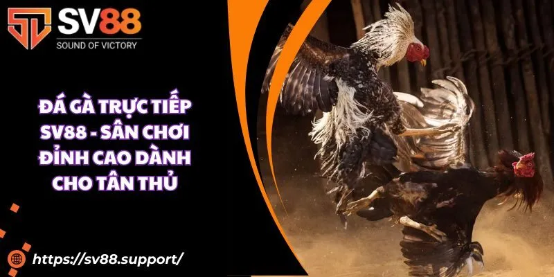 Đá gà trực tiếp SV88 - Sân chơi đỉnh cao dành cho tân thủ