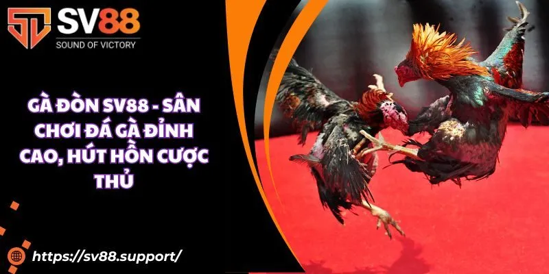 Gà đòn SV88 - Sân chơi đá gà đỉnh cao, hút hồn cược thủ