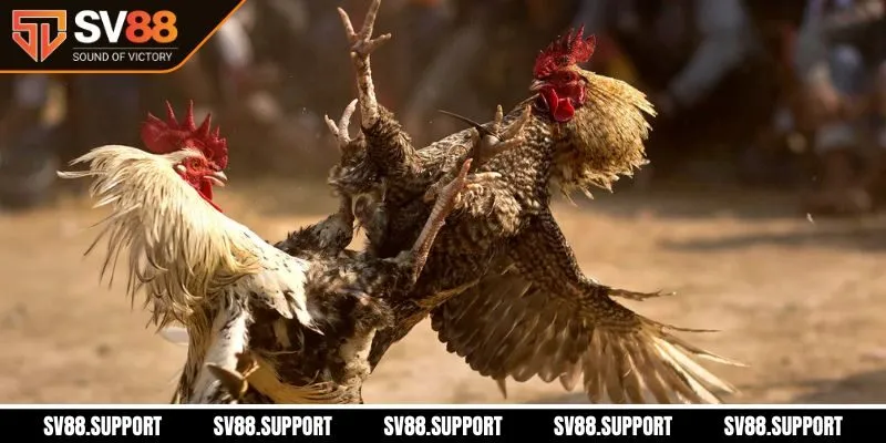 Hướng dẫn tham gia đá gà mạng SV88