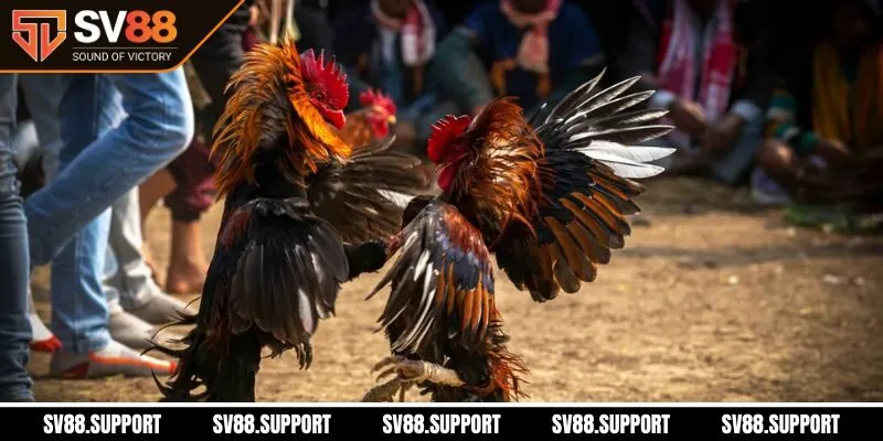 Kinh nghiệm cá cược đá gà bất bại tại sảnh SV88