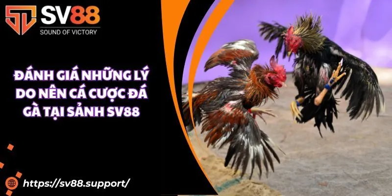 Đánh giá những lý do nên cá cược đá gà tại sảnh SV88