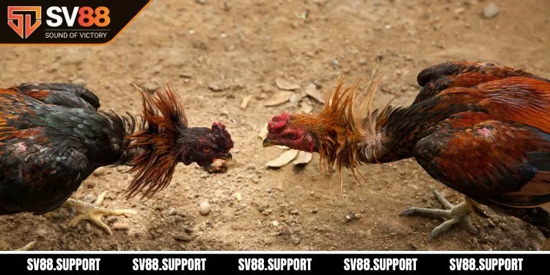 Mẹo chơi hiệu quả cho tân thủ