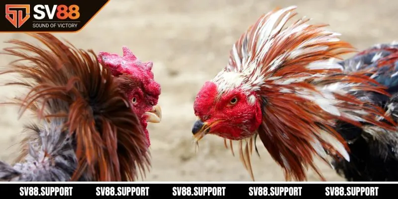 Những ưu điểm vượt trội khi trải nghiệm gà đòn