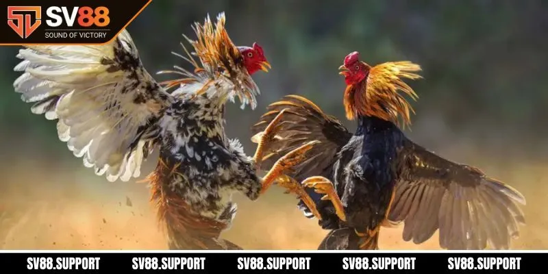 Tổng quan đá gà SV88
