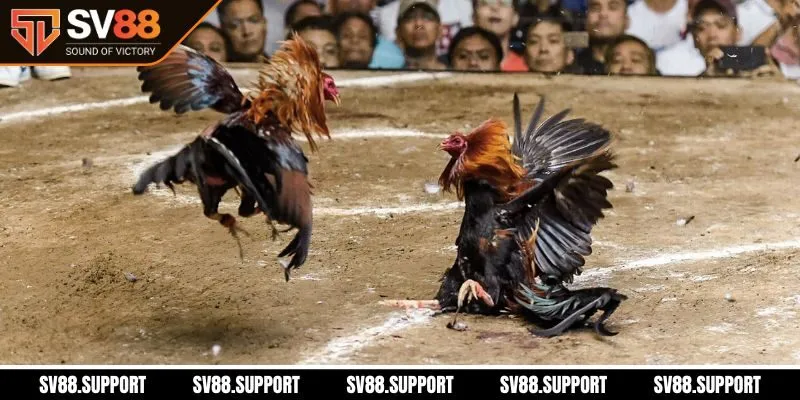 Tổng quan đá gà trực tiếp SV88